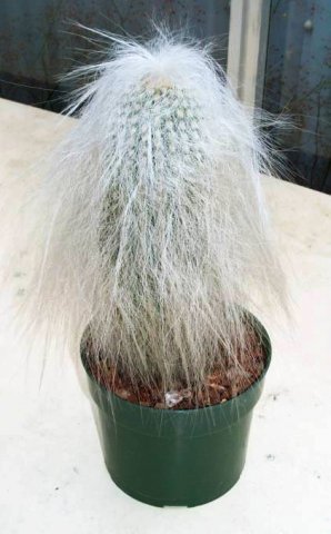 Cephalocereus_senilis